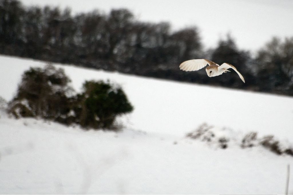 Close encounters of the owl&nbsp;kind