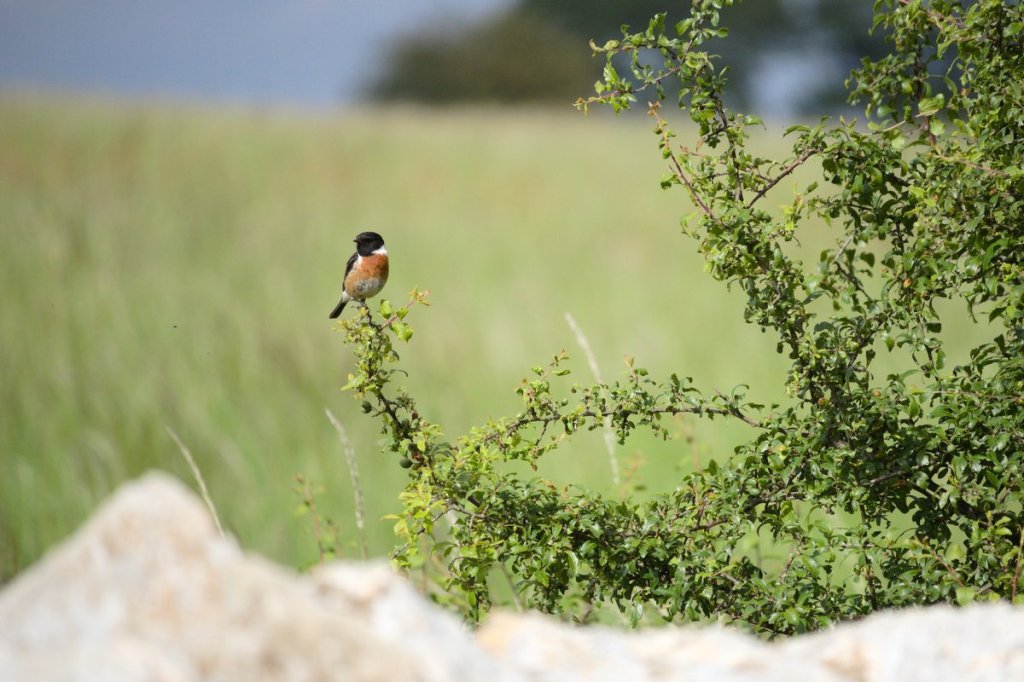 Birds in the landscape:&nbsp;2026